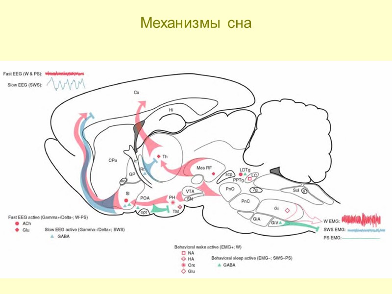 Механизмы сна